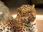 Fond d'écran gratuit de Leopards numéro 40059