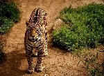Fond d'cran gratuit de Leopards numro 47014