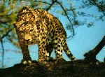Fond d'écran gratuit de Leopards numéro 45322