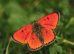 Fond d'cran gratuit de Papillons numro 53930