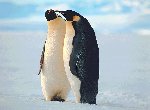 Fond d'écran gratuit de Pingouins numéro 46328