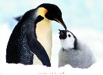 Fond d'écran gratuit de Pingouins numéro 54536