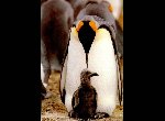 Fond d'écran gratuit de Pingouins numéro 54512