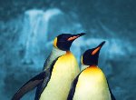 Fond d'écran gratuit de Pingouins numéro 36690