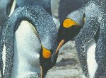 Fond d'cran gratuit de Pingouins numro 42330