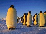 Fond d'écran gratuit de Pingouins numéro 39704