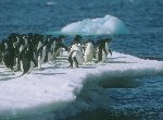 Fond d'écran gratuit de Pingouins numéro 49450