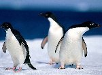 Fond d'écran gratuit de Pingouins numéro 36991