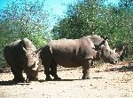 Fond d'écran gratuit de Rhinoceros numéro 45024