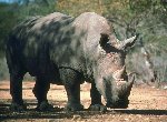 Rhinoceros