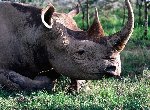 Fond d'écran gratuit de Rhinoceros numéro 43285