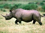Fond d'écran gratuit de Rhinoceros numéro 47244